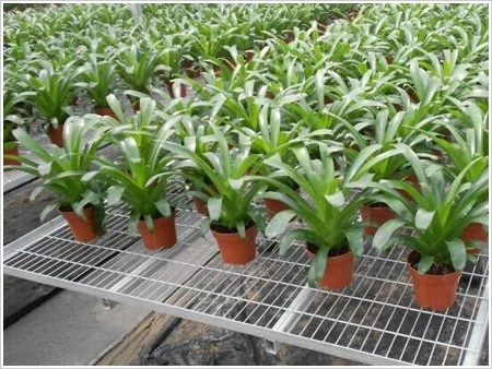 grow rack grow rack